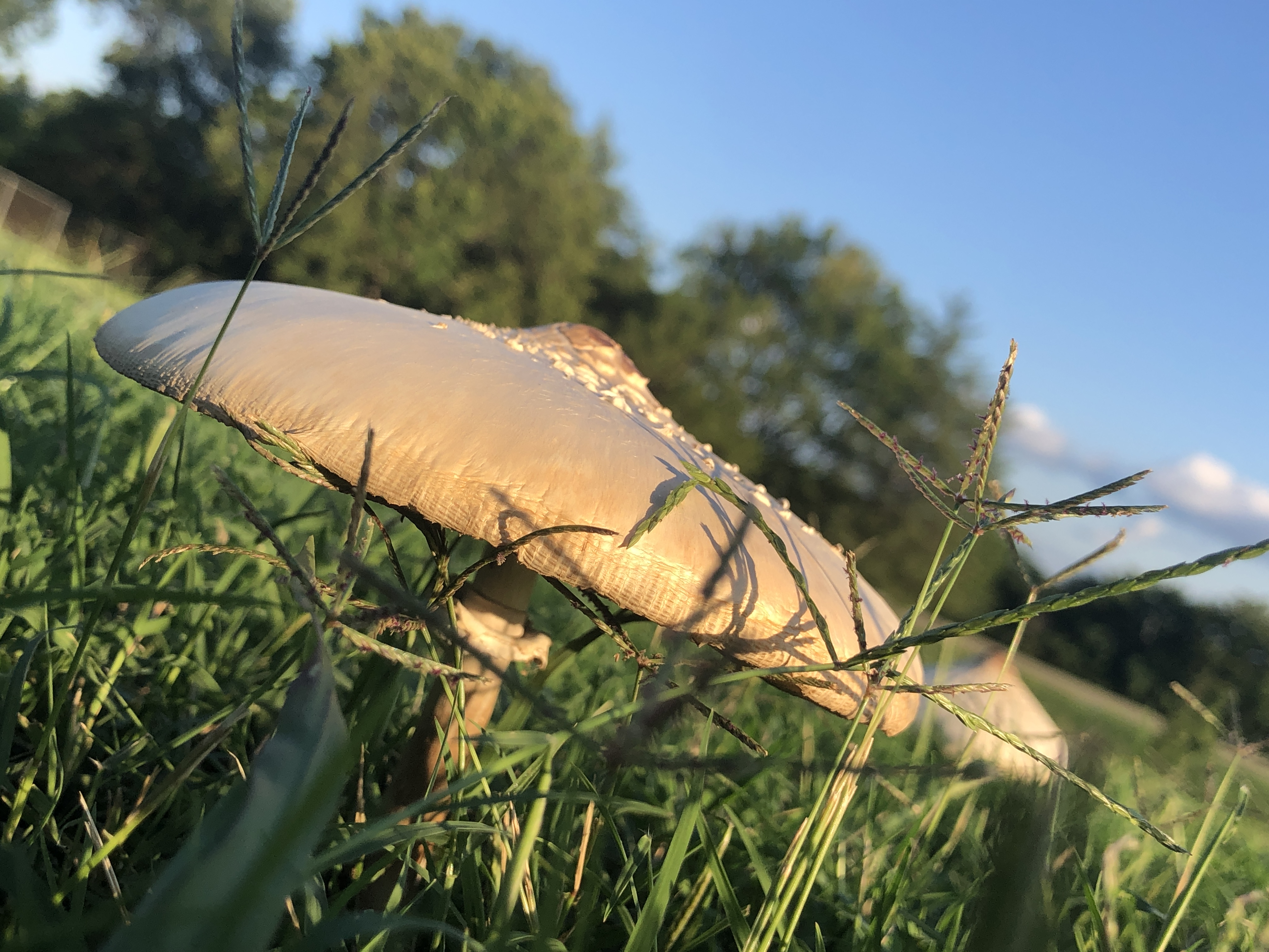 a close-up photo of mushrooms growing in grass with blurry trees visible in background